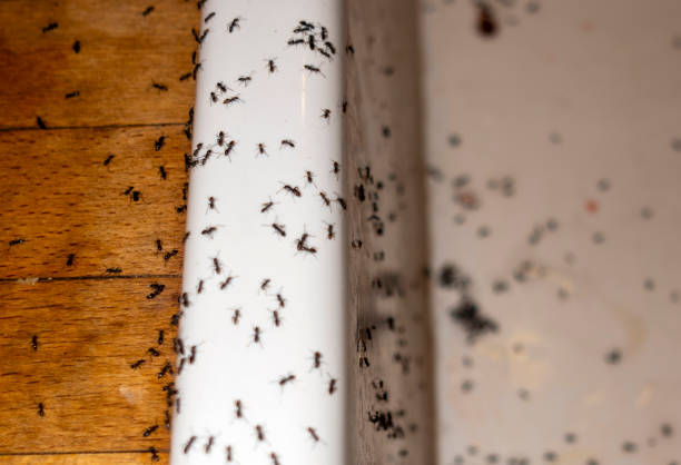 Best Spider Control Near Me  in Olivia, MN