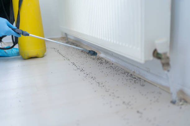 Best Cockroach Control Services  in Olivia, MN